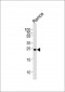 GRB2 Antibody (Y209)